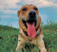 Робинзон - собака в клубе «Звёздный Пёс»