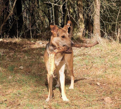 Робинзон - собака в клубе «Звёздный Пёс»