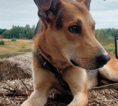 Робинзон - собака в клубе «Звёздный Пёс»