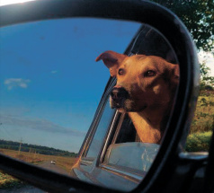 Робинзон - собака в клубе «Звёздный Пёс»