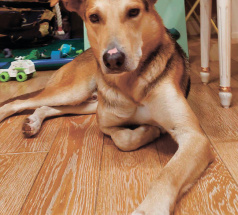 Робинзон - собака в клубе «Звёздный Пёс»