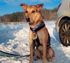 Робинзон - собака в клубе «Звёздный Пёс»