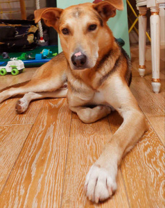 Робинзон - собака в клубе «Звёздный Пёс»