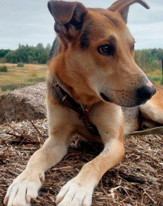 Робинзон - собака в клубе «Звёздный Пёс»