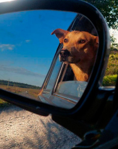 Робинзон - собака в клубе «Звёздный Пёс»