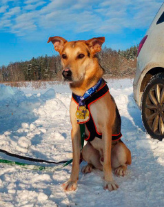 Робинзон - собака в клубе «Звёздный Пёс»