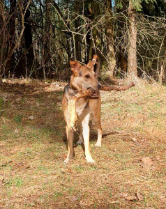 Робинзон - собака в клубе «Звёздный Пёс»