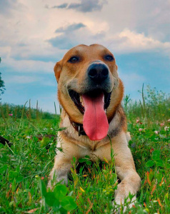 Робинзон - собака в клубе «Звёздный Пёс»