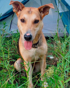 Робинзон - собака в клубе «Звёздный Пёс»