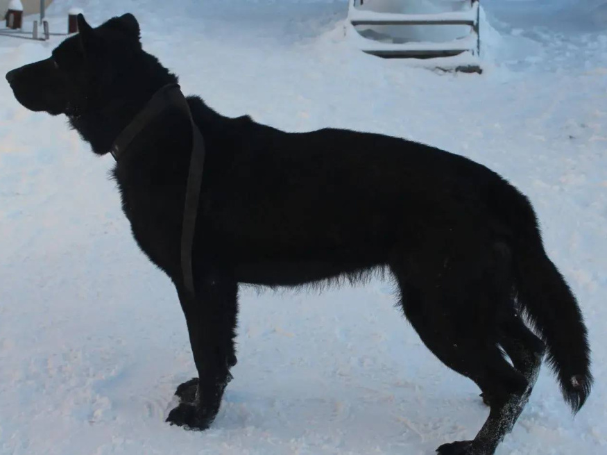 Энигма - патрульно-розыскная собака в клубе «Звёздный Пёс»