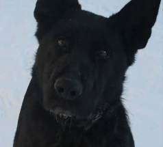 Энигма - патрульно-розыскная собака в клубе «Звёздный Пёс»