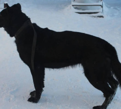 Энигма - патрульно-розыскная собака в клубе «Звёздный Пёс»