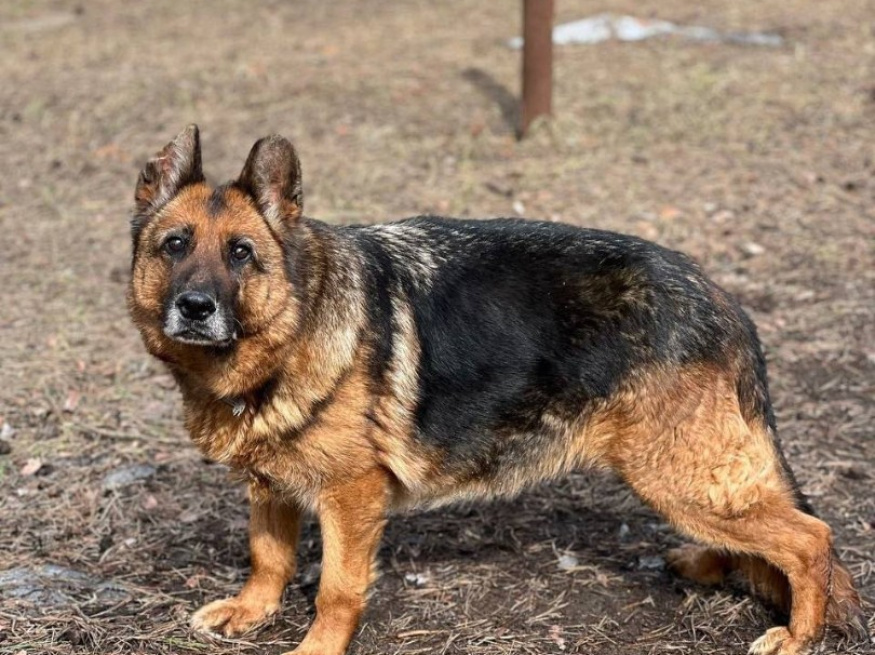 Победа - поисковая собака в клубе «Звёздный Пёс»