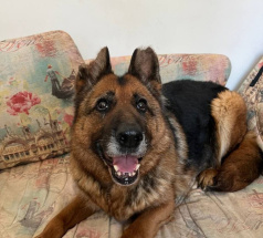 Победа - поисковая собака в клубе «Звёздный Пёс»