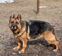 Победа - поисковая собака в клубе «Звёздный Пёс»