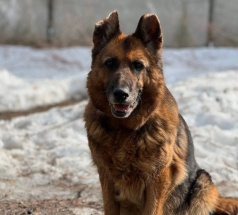 Победа - поисковая собака в клубе «Звёздный Пёс»