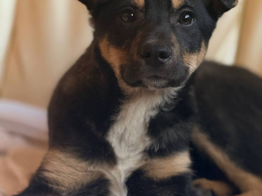 Рио - собака в клубе «Звёздный Пёс»