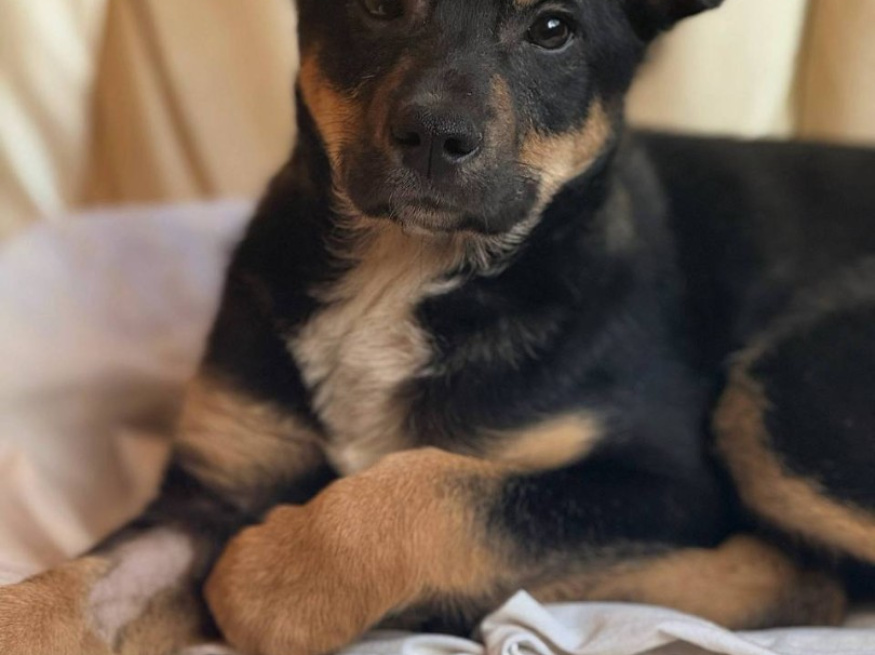 Рио - собака в клубе «Звёздный Пёс»