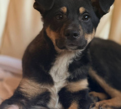 Рио - собака в клубе «Звёздный Пёс»