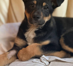 Рио - собака в клубе «Звёздный Пёс»