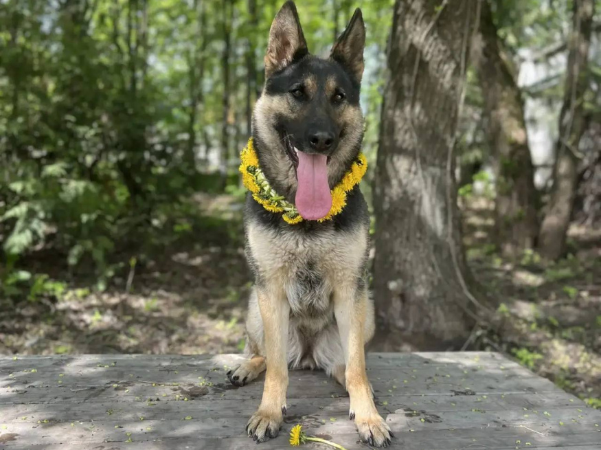 Зара - собака в клубе «Звёздный Пёс»