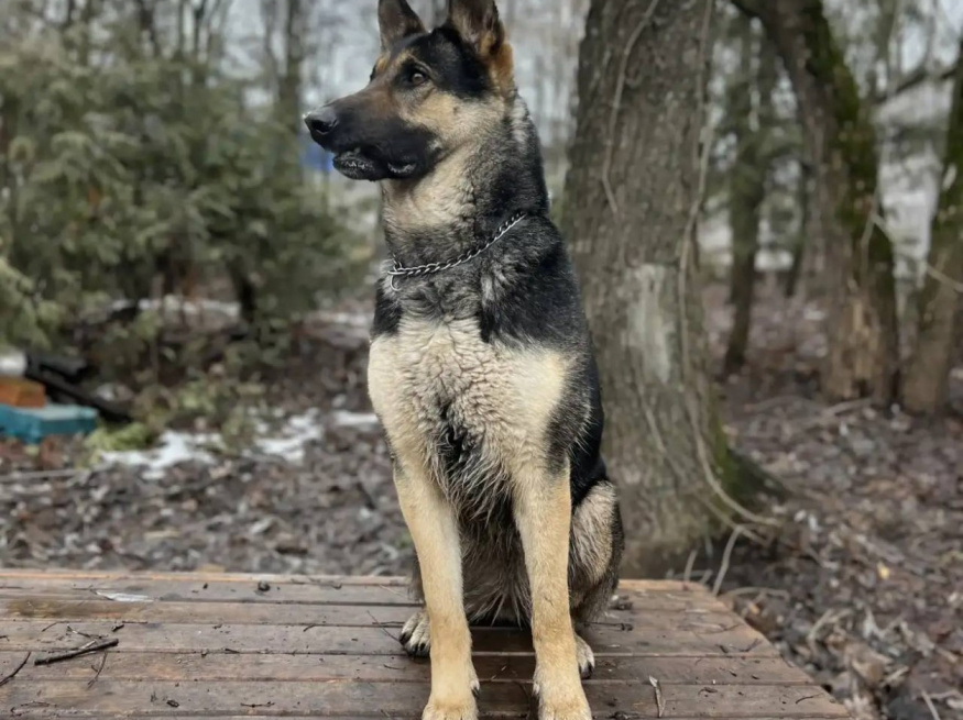 Зара - собака в клубе «Звёздный Пёс»