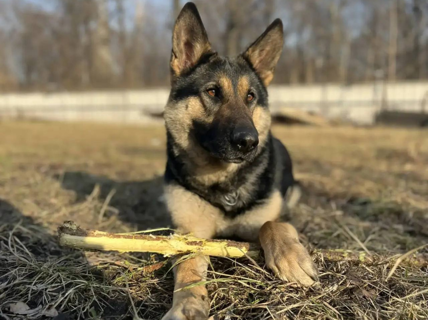 Зара - собака в клубе «Звёздный Пёс»