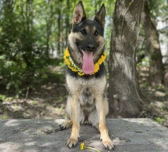 Зара - собака в клубе «Звёздный Пёс»