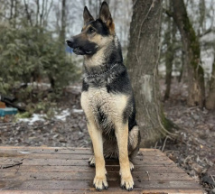 Зара - собака в клубе «Звёздный Пёс»