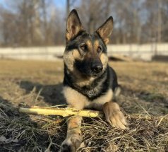 Зара - собака в клубе «Звёздный Пёс»