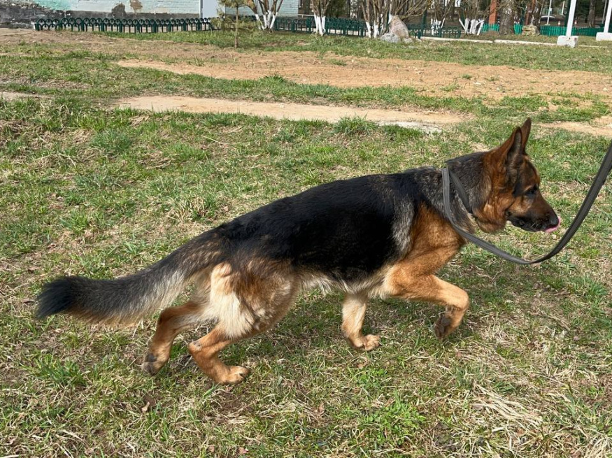 Драго - собака в клубе «Звёздный Пёс»