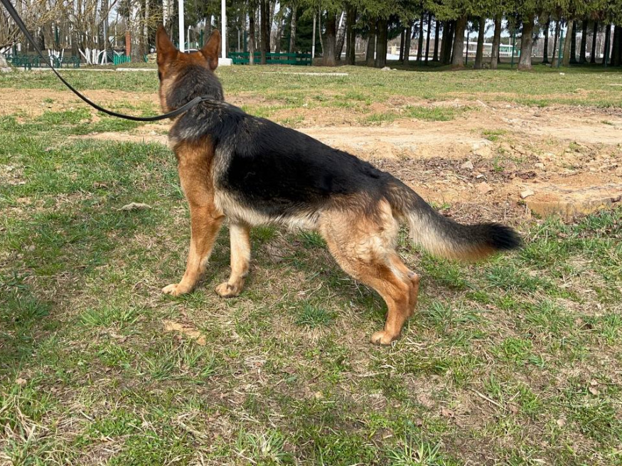 Драго - собака в клубе «Звёздный Пёс»
