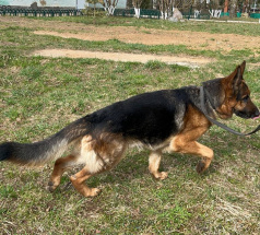 Драго - собака в клубе «Звёздный Пёс»