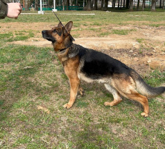 Драго - собака в клубе «Звёздный Пёс»
