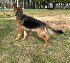 Драго - собака в клубе «Звёздный Пёс»