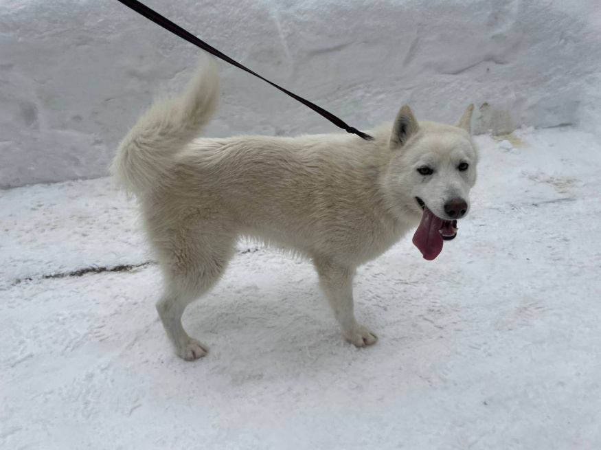 Каспер - собака в клубе «Звёздный Пёс»