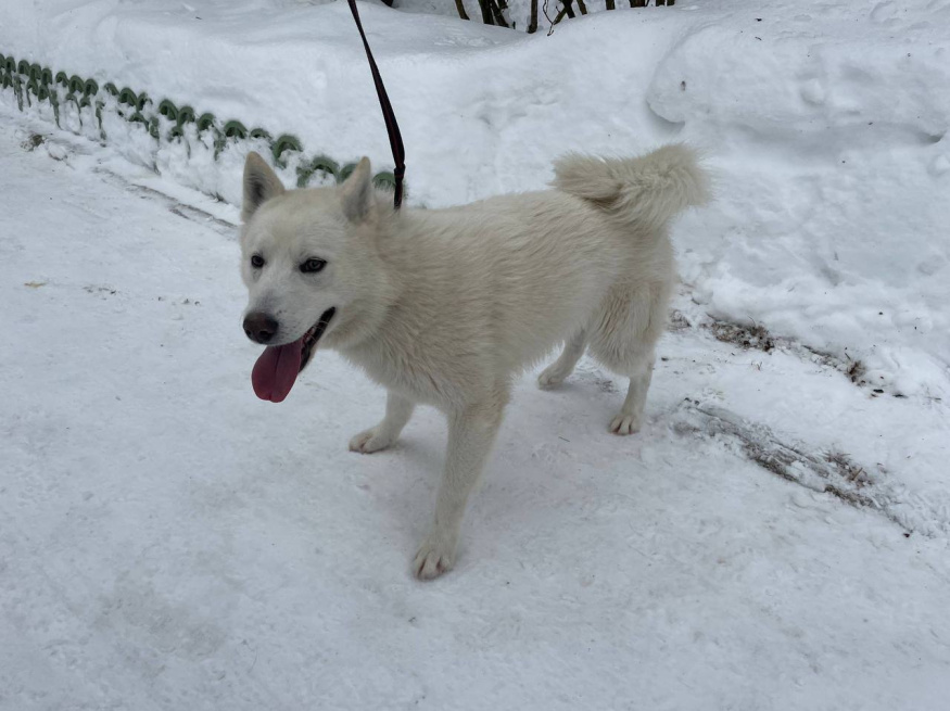 Каспер - собака в клубе «Звёздный Пёс»