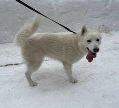 Каспер - собака в клубе «Звёздный Пёс»