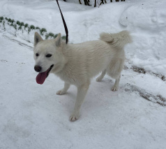 Каспер - собака в клубе «Звёздный Пёс»