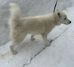 Каспер - собака в клубе «Звёздный Пёс»