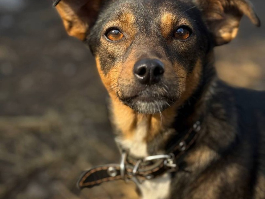 Нейтири - собака в клубе «Звёздный Пёс»