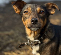 Нейтири - собака в клубе «Звёздный Пёс»