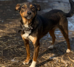 Нейтири - собака в клубе «Звёздный Пёс»