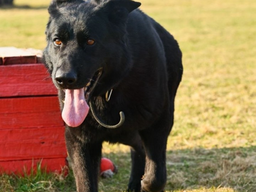 Ришель - караульная собака в клубе «Звёздный Пёс»