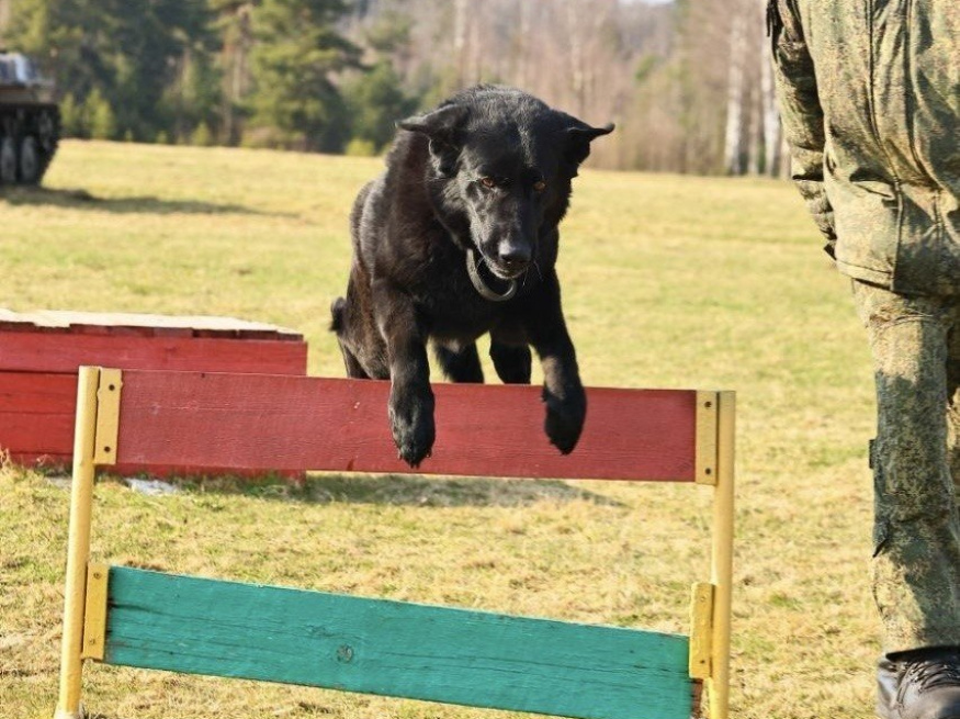 Ришель - караульная собака в клубе «Звёздный Пёс»