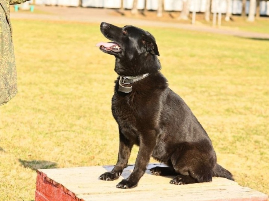 Ришель - караульная собака в клубе «Звёздный Пёс»