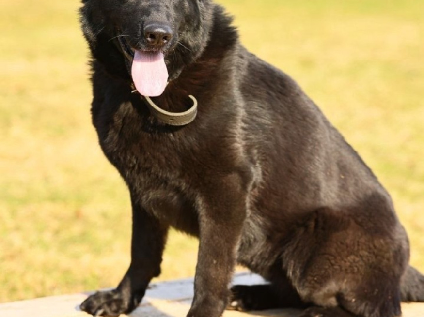 Ришель - караульная собака в клубе «Звёздный Пёс»