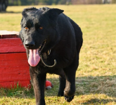 Ришель - караульная собака в клубе «Звёздный Пёс»