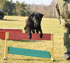 Ришель - караульная собака в клубе «Звёздный Пёс»