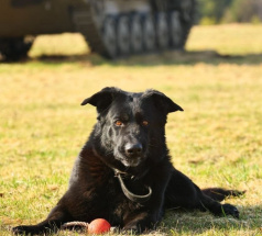 Ришель - караульная собака в клубе «Звёздный Пёс»